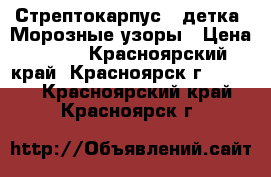 Стрептокарпус ( детка) Морозные узоры › Цена ­ 130 - Красноярский край, Красноярск г.  »    . Красноярский край,Красноярск г.